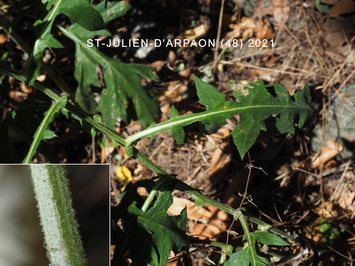 Globe-thistle, Blue leaf